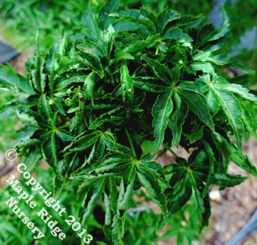 Acer palmatum 'Shishigashira' - mapleridgenursery